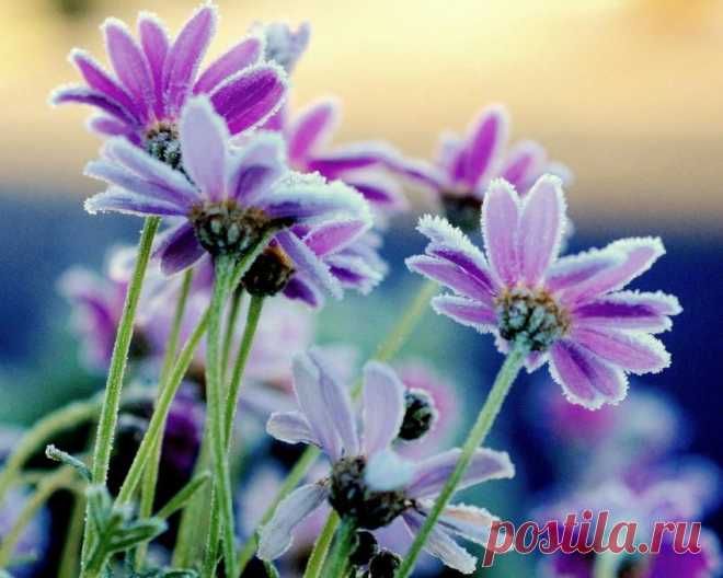 Плейкаст «Цветы под снегом»