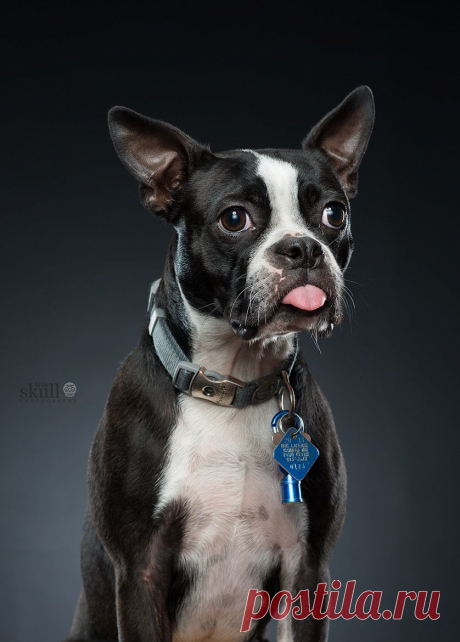 Bentley by Michael Devaney / 500px