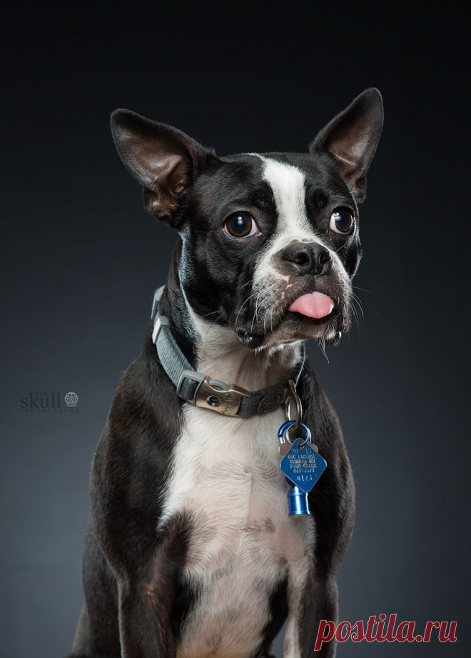 Bentley by Michael Devaney / 500px