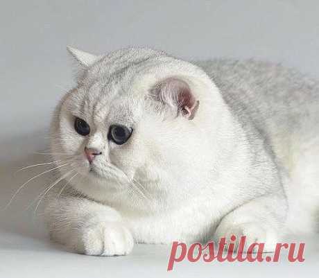 В детстве его звали Снежок. Теперь он вырос и превратился в Сугроб.