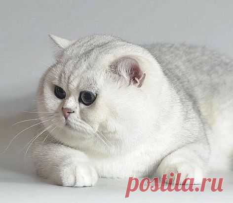 В детстве его звали Снежок. Теперь он вырос и превратился в Сугроб.