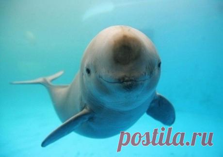 Мир принадлежит тому, кто ему рад