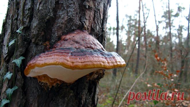 Трутовик - борец с ожирением | Это грибы! | Яндекс Дзен