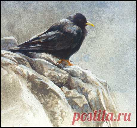 1310901524_alpine-chough_www.nevsepic.com.ua.jpg (1096×1024)