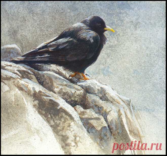 1310901524_alpine-chough_www.nevsepic.com.ua.jpg (1096×1024)