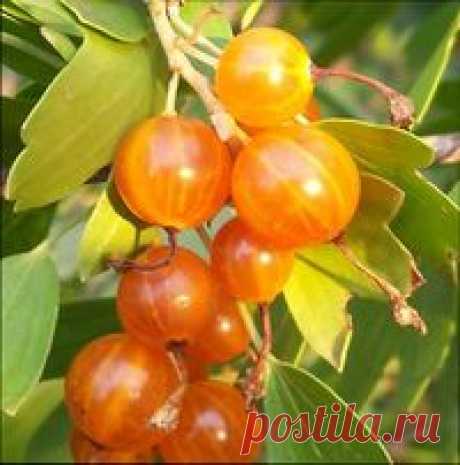 Смородина золотистая, сорта