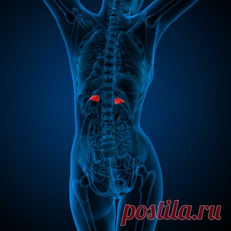 Ученые рассказали, как из-за одного маленького органа уровень нашей энергии может упасть ниже некуда Синдром хронической усталости — это не банальная лень, а серьезная болезнь, которая способна существенно испортить жизнь. Но кто бы мог подумать, что в чувстве постоянного изнеможения могут быть виноваты почки? Точнее говоря, маленькие железы — надпочечники...