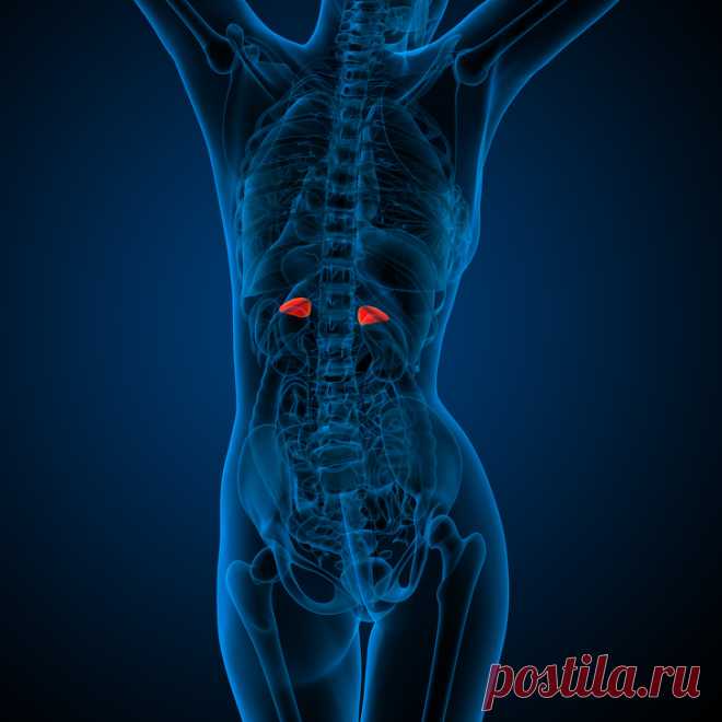 Ученые рассказали, как из-за одного маленького органа уровень нашей энергии может упасть ниже некуда Синдром хронической усталости — это не банальная лень, а серьезная болезнь, которая способна существенно испортить жизнь. Но кто бы мог подумать, что в чувстве постоянного изнеможения могут быть виноваты почки? Точнее говоря, маленькие железы — надпочечники...