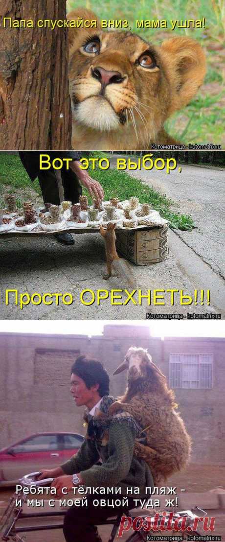 Воскресный котодром на 5минутке от Михалыча!!! | 5минутка