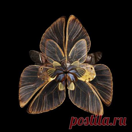 (4) Цветы из бабочек - Кому за пятьдесят - 21 декабря - 43113323966 - Медиаплатформа МирТесен