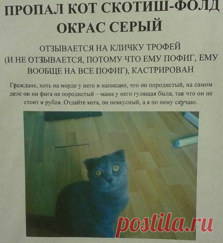 Забавные объявления о пропаже домашних животных (25 фото) | Чёрт побери