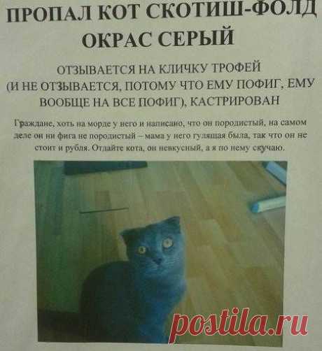 Забавные объявления о пропаже домашних животных (25 фото) | Чёрт побери