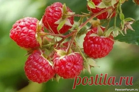 Дачникам. Как нужно ухаживать за малиной! 1. Не сажайте малину в тени.&nbsp;2. Не жадничайте. Кусты малины надо прореживать в июне, пока нет спелых ягод и зеленая поросль малины еще не очень велика. В каждом кусте оставляю по 2 молодых побега, самых урожайных.&nbsp;3. В середине июля срежьте им макушки на 10-15 см.&nbsp;4. Не...