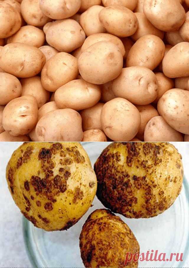 Как бороться с картофельной нематодой | Дачный участок