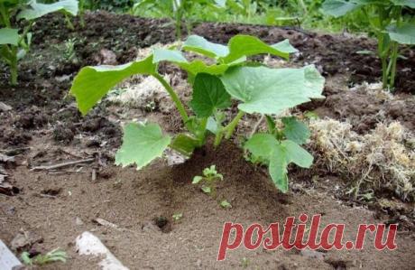 Манка против муравьев | Женский блог