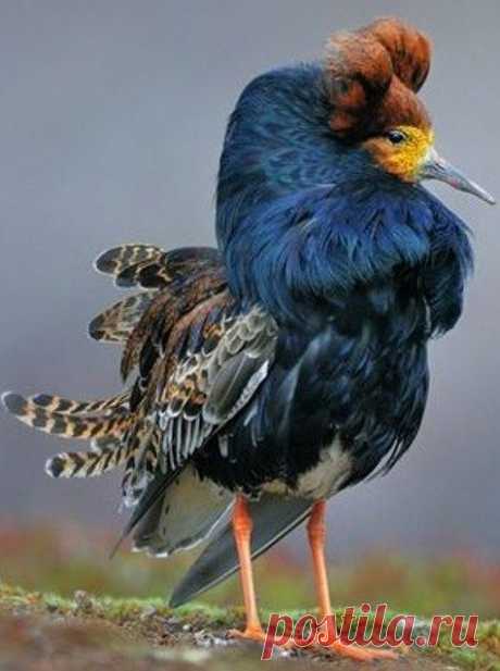 AVES... PAJAROS... INSECTOS... ANIMALES EN LA NATURALEZA! | Página 10