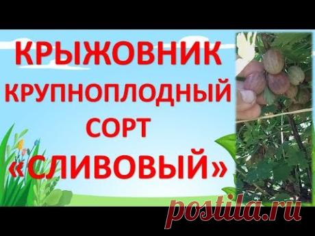 КРУПНОПЛОДНЫЙ КРЫЖОВНИК СОРТ "СЛИВОВЫЙ"