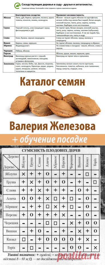 Совместимость плодовых деревьев в Вашем саду.