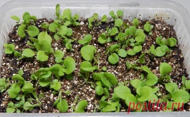 Семь приёмов, которые не дают погибнуть всходам петунии. | Цветочная душа | Яндекс Дзен