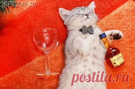 Выходные удались | KotoMail.ru