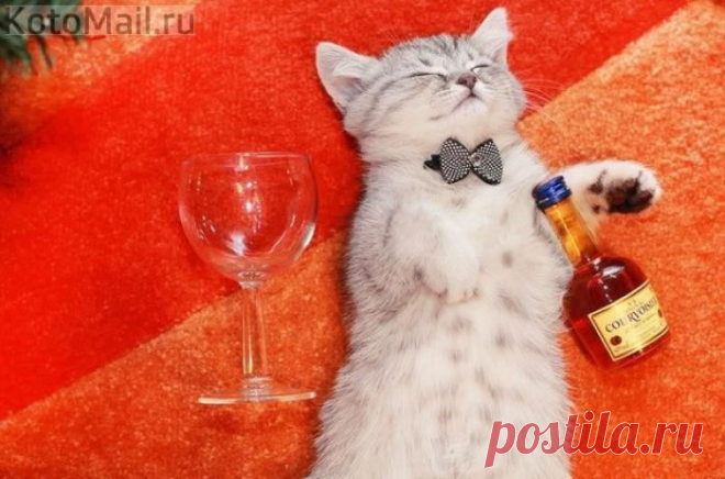 Выходные удались | KotoMail.ru