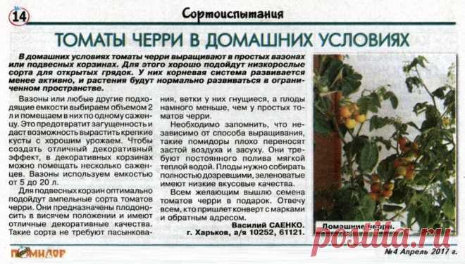 Томаты черри в домашних условиях