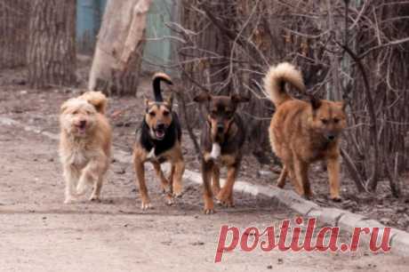 Зоопсихолог Орехова объяснила, как вести себя с бродячими собаками. По ее словам, чаще всего животные нападают для самозащиты.
