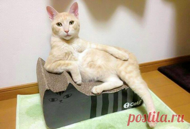 Усатые обольстители: 15 самых смешных фото с котами-соблазнителями - Летидор