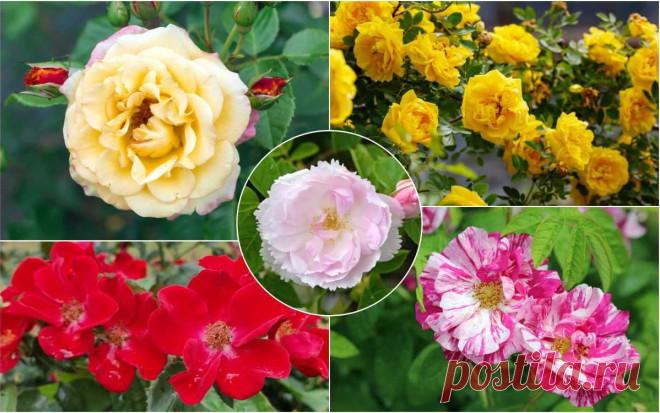 Не розой единой: самые красивые сорта шиповника | Прочие многолетники (Огород.ru)