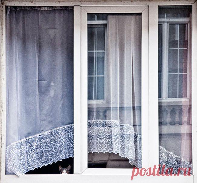 25 животных, которые обожают подсматривать | Позитив в картинках и не только