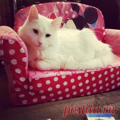 Люди делятся снимками крошечной мебели, которую они купили для своих питомцев, и это мило