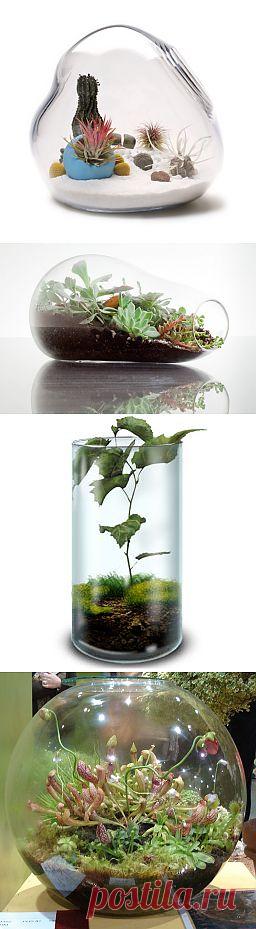Флорариум своими руками | Клуб LightBox.Su