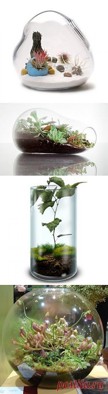 Флорариум своими руками | Клуб LightBox.Su