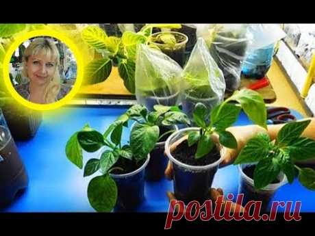 (8) 🌱Перцы из черенка, результат . Тоже прижились . 🌱 - YouTube