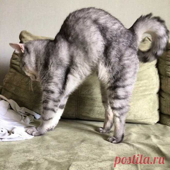 Без кота и жизнь не та