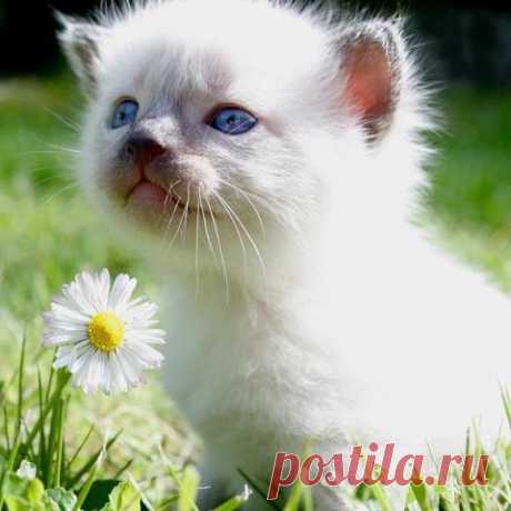 ᴼᴿᴵᴳᴵᴺᴬᴸ   SМАЙЛИКИ   (ړײ)
ღМилана ღ