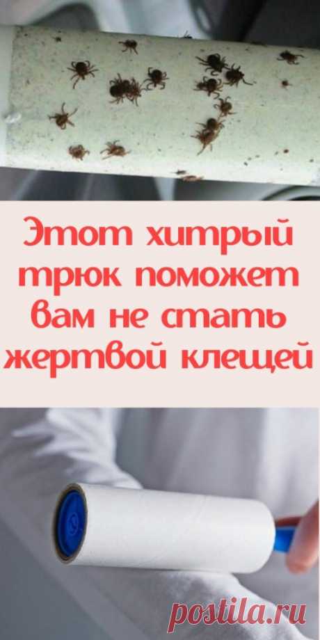 Этот хитрый трюк поможет вам не стать жертвой клещей - My izumrud