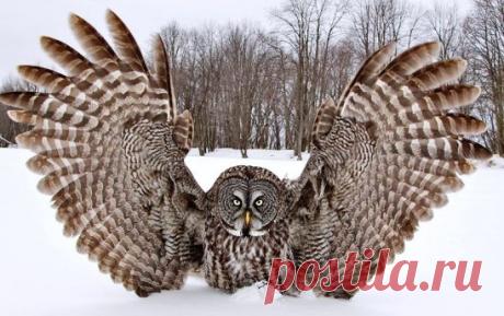 Да что там павлин... вот сова... Красавица!