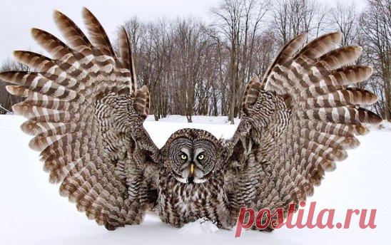 Да что там павлин... вот сова... Красавица!