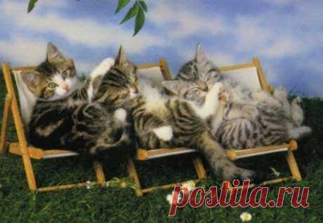 Кошки, знающие толк в летнем отдыхе / Питомцы