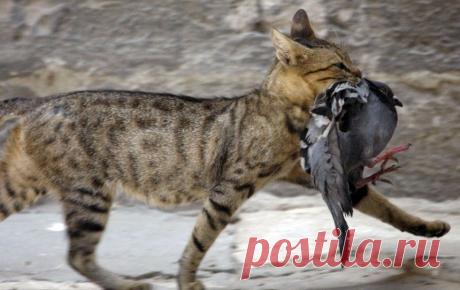 В Нидерландах могут начать привлекать к ответственности владельцев кошек-убийц | В мире