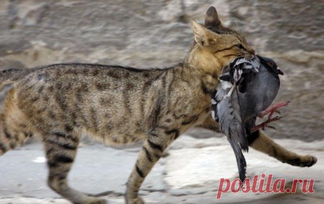 В Нидерландах могут начать привлекать к ответственности владельцев кошек-убийц | В мире