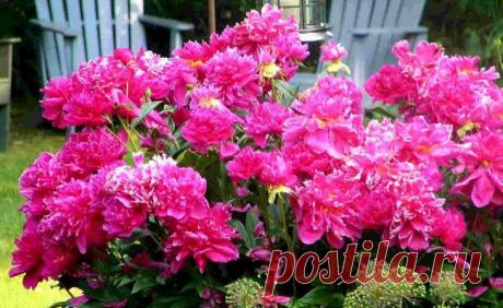 Пионы: от посадки до цветения