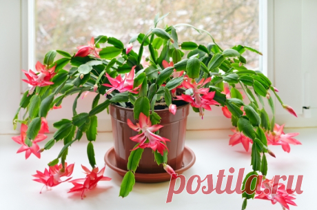 7 неприхотливых комнатных растений, которые зацветут даже у лентяев