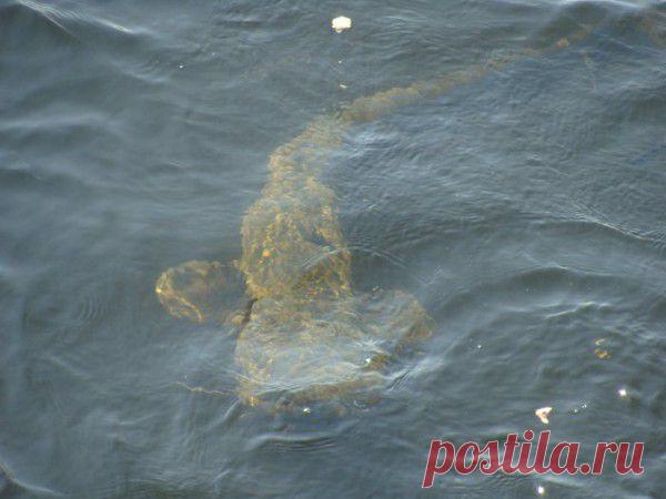 Сомы мутанты возле Чернобыльской АЭС