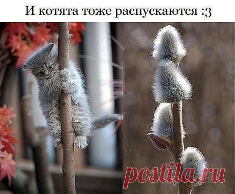 Весенняя рапсодия