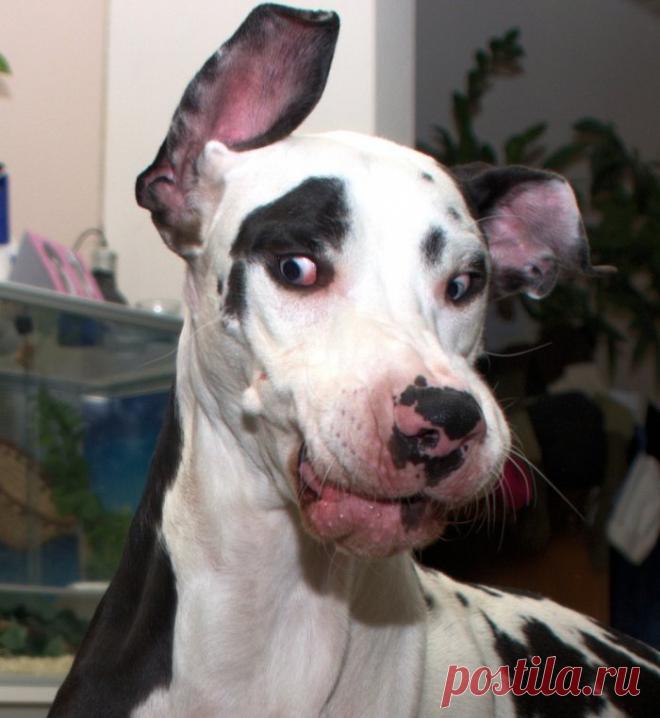 Уморительная мимика немецкого дога Мунки в объективе Кристы Аалто (Krista Aalto) — Фотоискусство