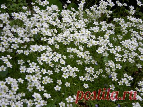 Весны цветенье...