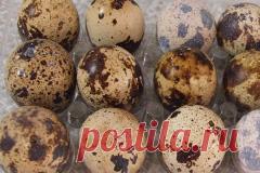 Перепелиные яйца: питают, укрепляют, лечат