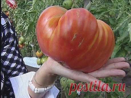 Чтобы любимые помидоры были крупными и созревали быстрее, приготовим для них полезные напитки: 

- в 10 литров добавим 3-4 капли йода. Поливать томатные кустики следует под корень один раз в неделю в объеме 1,5-2 литра под каждое растение; 
- заполните бочку объемом 200 л крапивой и листиками одуванчиков примерно на 1/3.
Показать полностью…